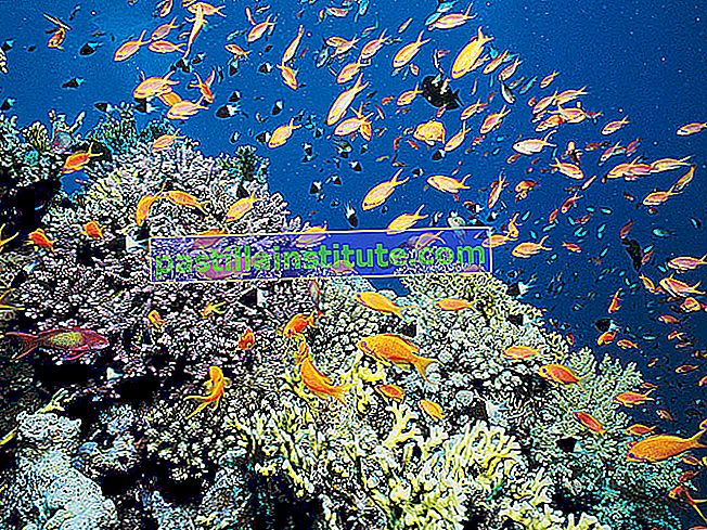Arrecife de coral, Mar Rojo