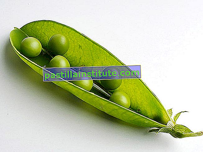 マメ科。 エンドウ。 Pisum sativum。 エンドウ豆の鞘。 ポッド。 エンドウ豆を示すピーポッドを開きます。