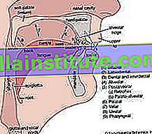 órganos vocales humanos y puntos de articulación