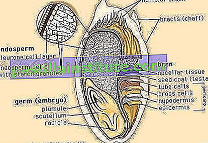 Les couches externes et les structures internes d'un grain de blé.