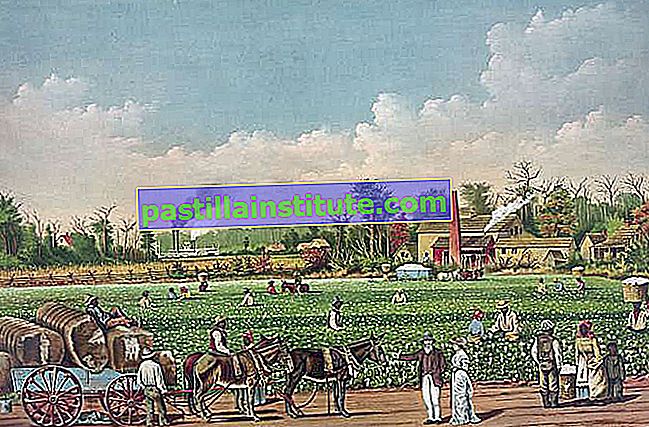 plantation de coton