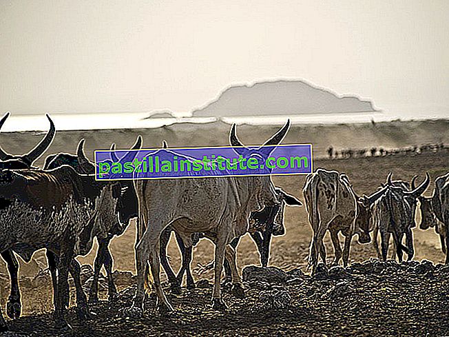 Lejos.  Etiopía.  El ganado se mueve hacia el lago Abhebad en Afar, Etiopía.