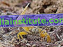 Crabe violoniste mâle (Uca perplexa) agitant une griffe élargie pour attirer les femelles.