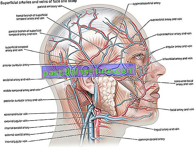 Arterie e vene superficiali del viso e del cuoio capelluto, sistema cardiovascolare, anatomia umana, (progetto di sostituzione Netter - SSC)