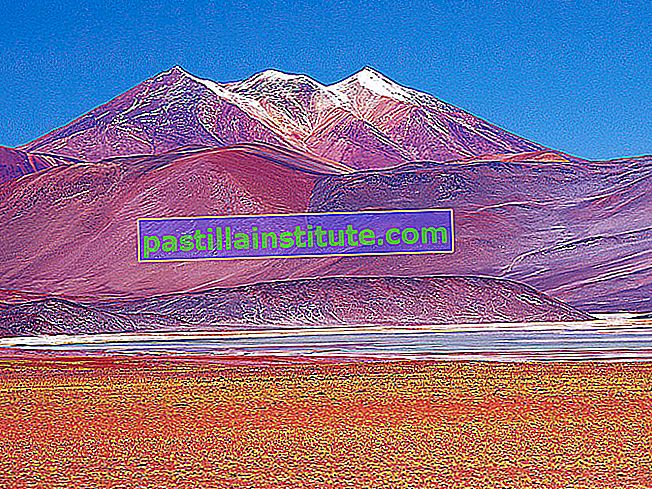 Панорама вікуни (Vicugna vicugna), що пасеться біля солончаків, пустеля Атакама, Чилі