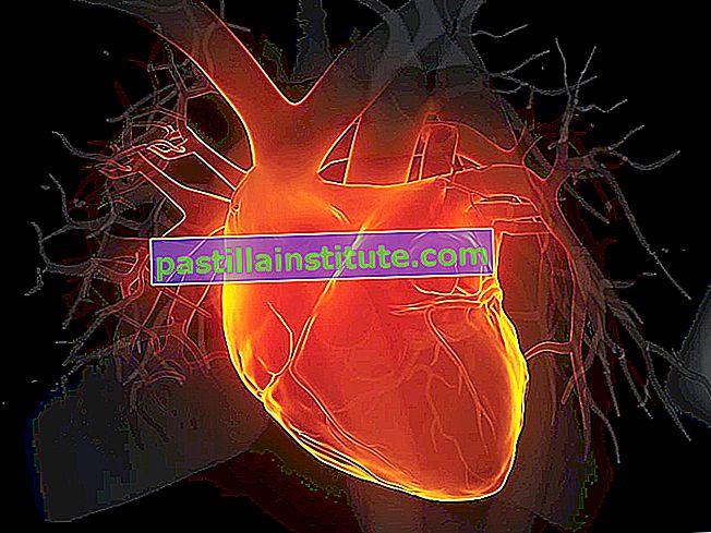 Ilustrasi 3d hati manusia.  Anatomi Dewasa Aorta Pembuluh Darah Hitam Sistem Kardiovaskular Arteri Koroner Sinus Koroner Tampak Depan Bersinar Arteri Manusia Jantung Manusia Organ Internal Manusia Medis X-ray Miokardium