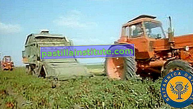 Descubra cómo los agricultores húngaros cosechan y muelen pimientos Capsicum annuum para producir pimentón