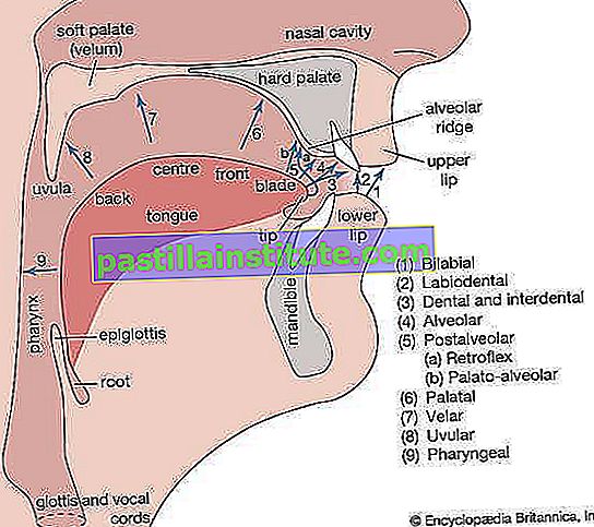 órganos vocales humanos y puntos de articulación